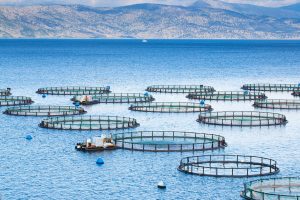 High Potential For Aquaculture Despite Gaping Challenges