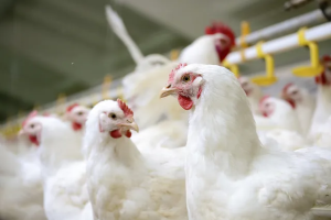 6.9 million Chickens Slaughtered in April, 12.3% Annual Increase