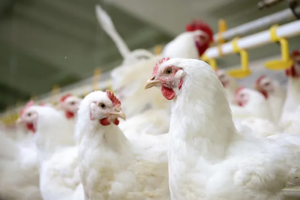 POULTRY INFOR AIMS TO CONVERT POTENTIALS INTO PRACTICE