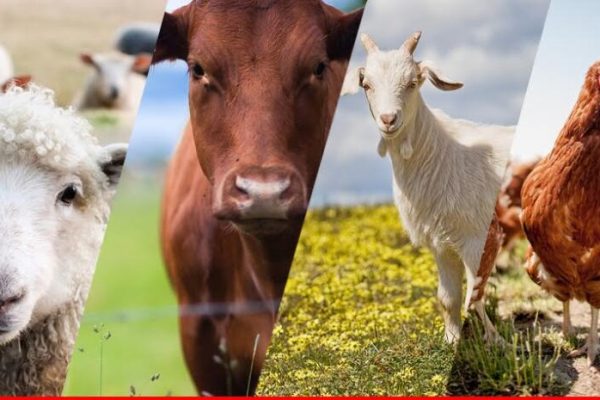 Livestock Production Costing an Arm, And a Leg