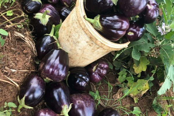 Out of 800 Registered Producers, 500 Are Small-Scale