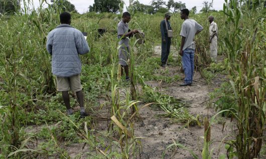 The unconventional thoughts Are We Making a Mockery of Agriculture?