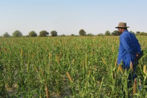 87.1% of Farming Households do so Just to Eat … farming is not viewed as an income source but as an act of survival