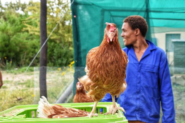 Nam Egg-sellers See Sales Opportunities With Poultry Import Ban