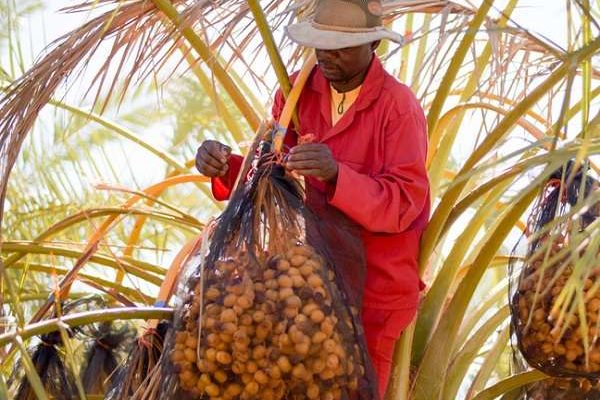 Dates Dominate Export Earnings