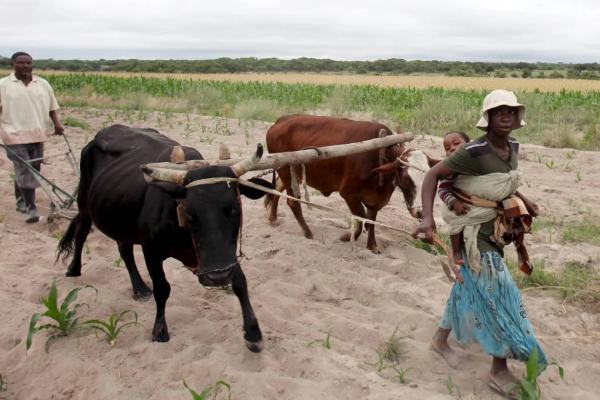 Lack Of Grazing Space and Drought Pushes Namibian Farmers Into Angola- Ndevashiya