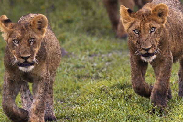 No Lion Extinction Risks, Sufficient Numbers for Tourism, Ministry Asserts