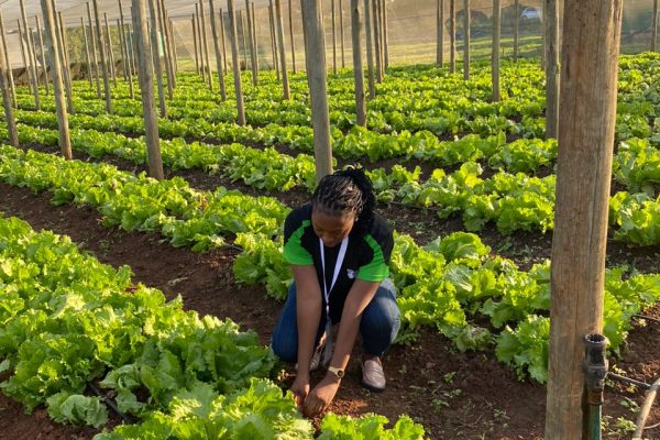 Gender Disparities Persist in Namibia’s Farm Ownership