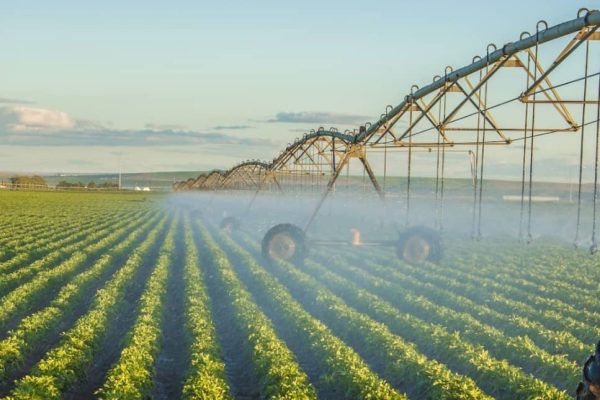 Agri Sector Shows Growth Despite Challenges
