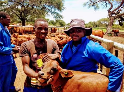 Workers Urge Government To Manage Ranch With Over 12 000 Cattle