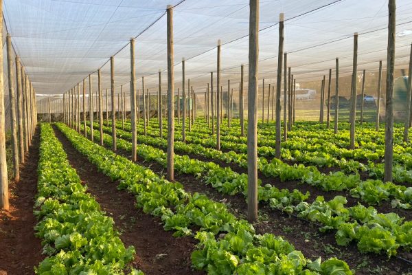 Poor coordination hampers food security … as lack of data exposes the need for investment in agricultural research