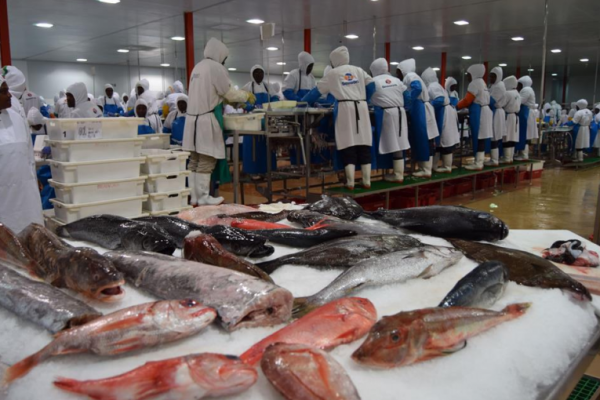 Surge in Fish Prices a Burden for Local Consumers