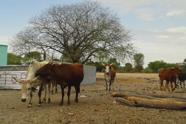 Nandi-Ndaitwah Urges Cross-border Farmers to Adhere to Angolan Laws