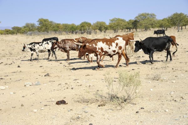 Northern Producers Eager to Supply Cattle to Abattoirs