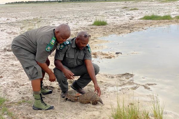 Kavango Regions Report Highest Pangolin Poaching Cases