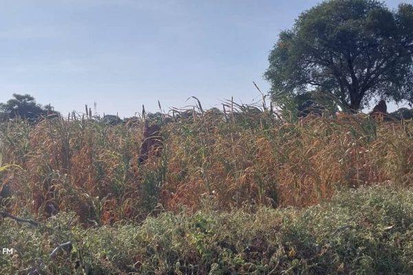 Extreme Heat Waves Leave Farmers on Edge