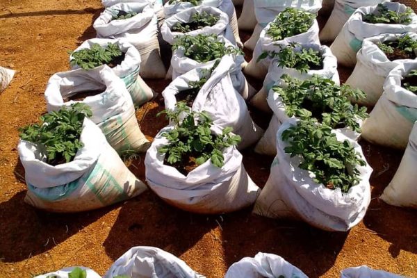 Potato Farm Training for Small-Scale Farmers as Country Battles Imports