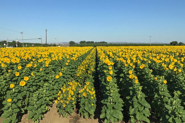 Govt Allocates 40 Hectares for Sunflower Oil Seeds Production
