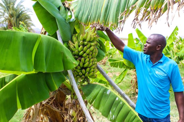 Namibia’s Banana Planting Trial Project Underway