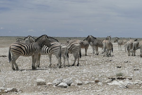 Technology and Innovation Aid Conservation Efforts in Namibia