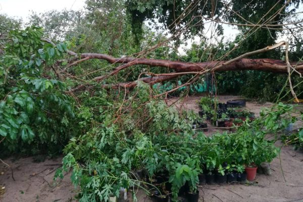 Strong Winds, Rain, and Hail Destroy Northern Crops