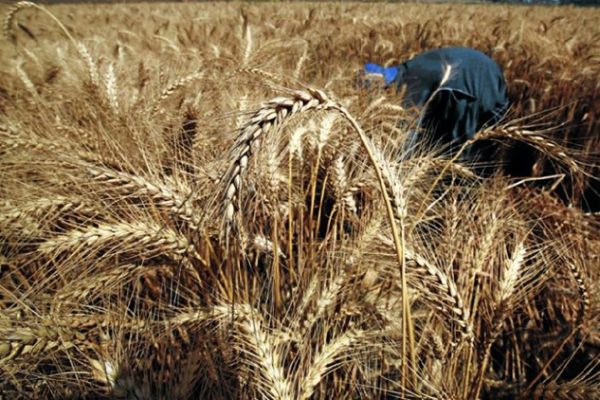 Decline in Namibia’s Agronomy Exports Signals Economic Concerns