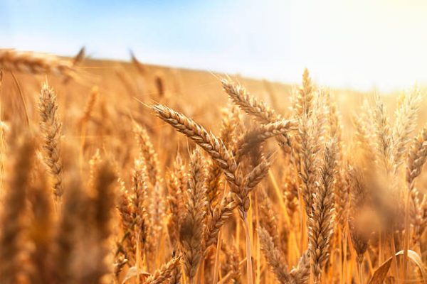 50% of Local Wheat Farmers Quit Production in 2023