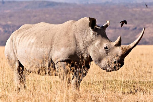 Rhino Poaching Irks Tourism Stakeholders
