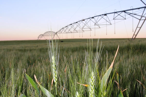 Southern Africa’s Cereal Crops Under Threat: FAO Issues Alert