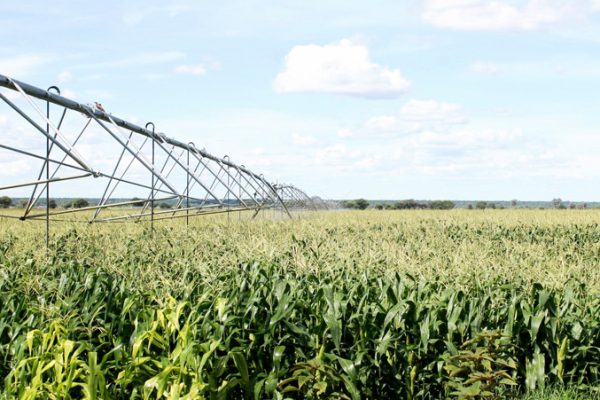 2024 Maize Production Down By 50%