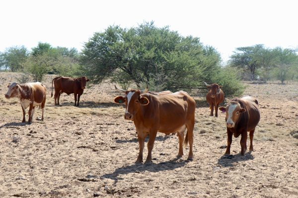 Omutambo Maowe Quarantine Camp To Resume Operations After 10-year Hiatus