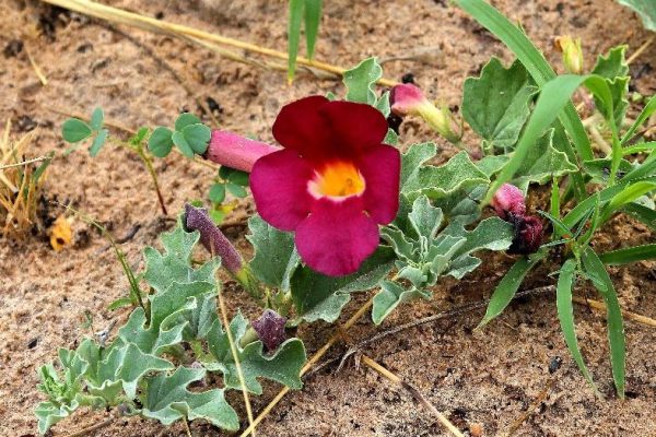 Devil’s Claw Export Value Exceeds N$41 Million Annually