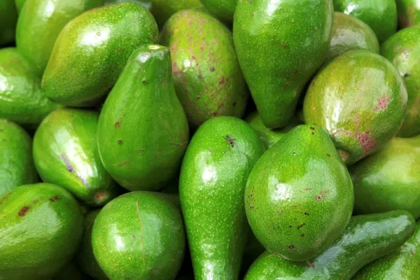 Namibia’s Reliance on Avocado Imports Revealed