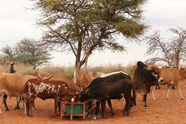 Livestock Marketing Activities Surge in First Quarter of 2024