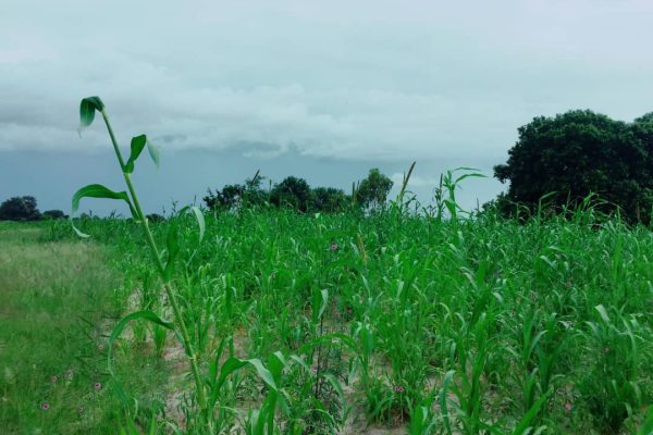 An Open Letter to the Namibian Cabinet on Drought