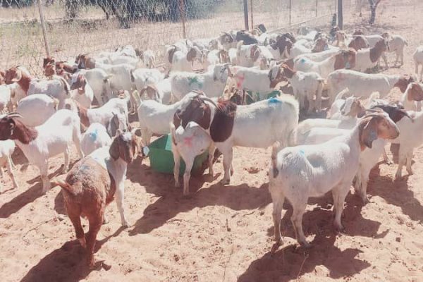 Omufituwekuta Community Forest Receives N$700,000 UNDP Grant