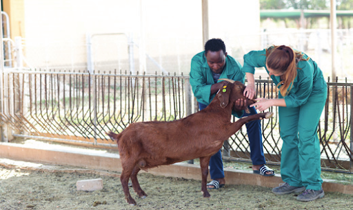 Only Two Accredited Veterinary Laboratories in Namibia  … absence of accredited labs could hinder business expansion