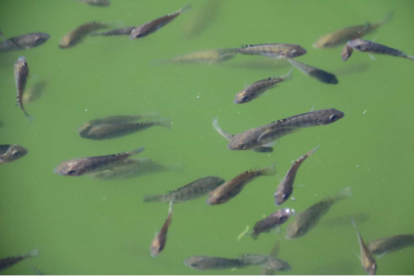 No Permit Needed for Backyard Fish Farming
