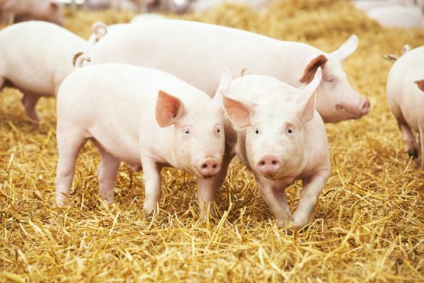 High Input Costs Threaten Pork Industry Growth Amid Declining Imports