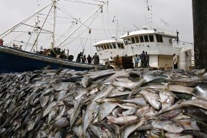 Namibia’s Fishing Sector Requires Effective Management – President