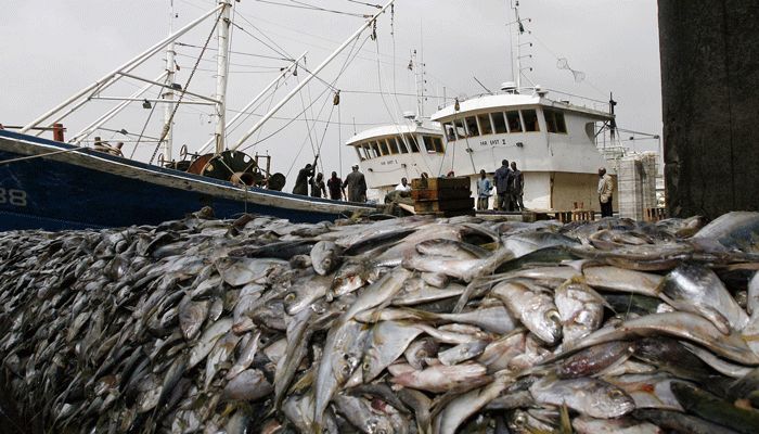 Namibia’s Fishing Sector Requires Effective Management – President