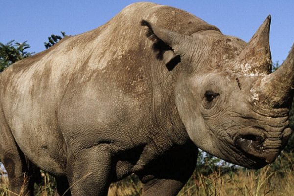 Namibia to Introduce Its First Specialised Environmental Court – Prosecutor General