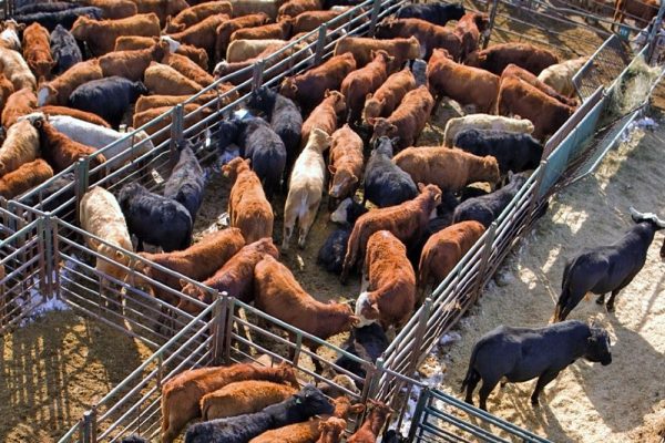 Livestock Auctions Surge in Q1 2024 Amidst Declining Prices