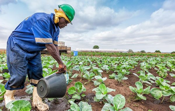 Over 1,500 Agribank Clients to Benefit From N$116m Drought Relief