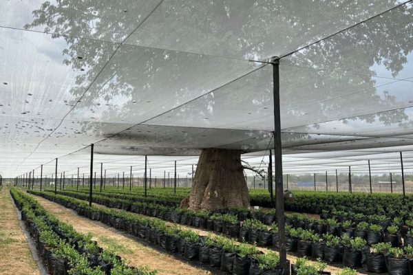 Over 8,000 Jobs Promised for Communities Near Divundu