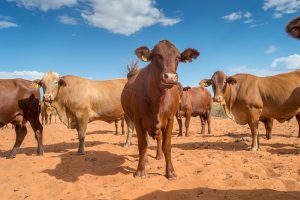 Strong Demand For Beef Breeding Cattle Observed