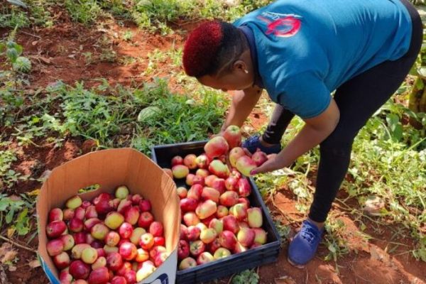 Low Apple Yields Linked to Poor Agro Practices and Limited Resources