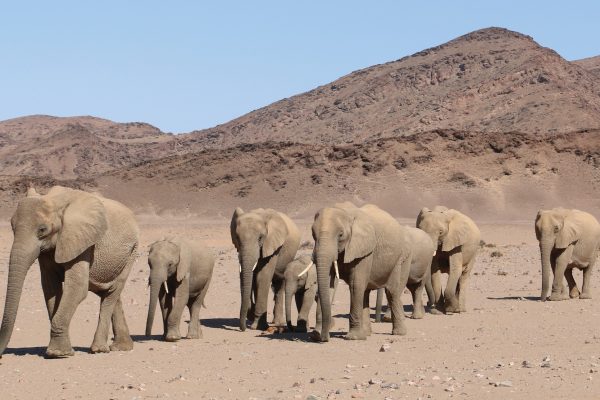PETA Opposes Namibia’s Animal Culling Plan Amid Drought Relief Efforts