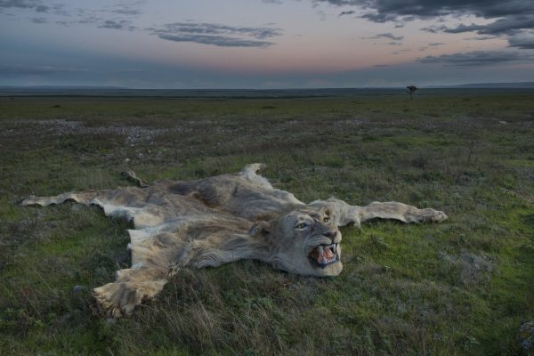 Mushelenga Calls for Trophy Hunting Regime Review