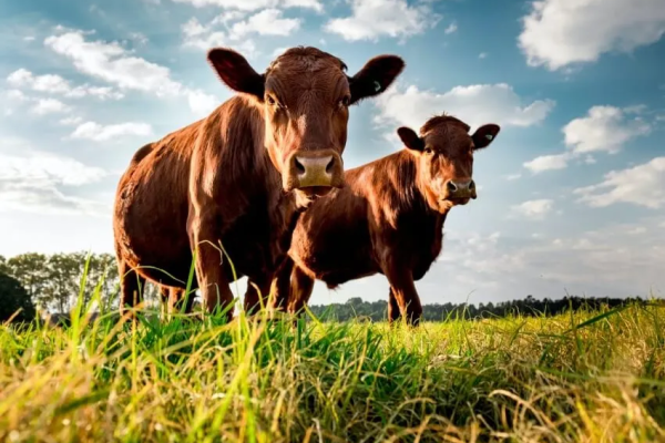 Sweeping Reforms Required to Support the Agricultural Sector